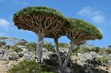 IMG_5008 Albero Sangue di Drago, Dixsam, Socotra